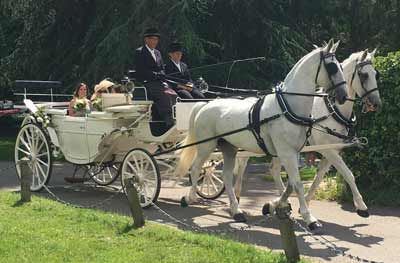 wedding White Landau Open Horse Drawn Carriage 