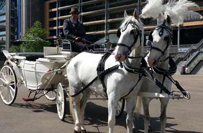 wedding White Landau Open Horse Drawn Carriage 