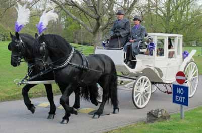 Wedding White Landau Close Horse Drawn Carriage 